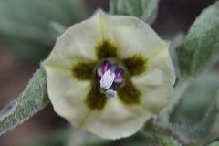 Physalis chenopodifolia