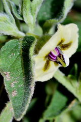 Physalis chenopodifolia