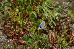 Plebejus melissa paradoxa