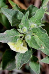 Physalis chenopodifolia