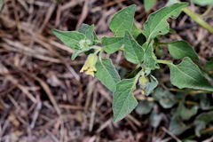 Physalis chenopodifolia
