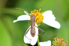 Riptortus linearis