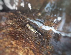 Euscelimena gavialis