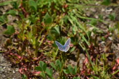 Plebejus melissa paradoxa
