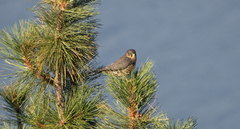 Falco columbarius suckleyi