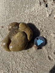 Botrylloides perspicuus