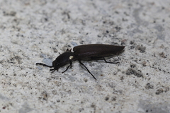 Ignelater havaniensis