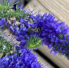 Lasioglossum zephyrus
