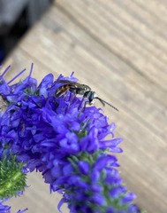 Lasioglossum zephyrus