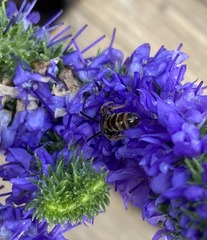 Lasioglossum zephyrus