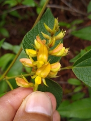 Rhynchosia longeracemosa