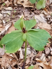 Trillium viridescens