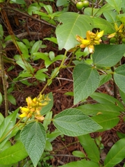 Rhynchosia longeracemosa
