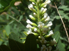 Eysenhardtia orthocarpa