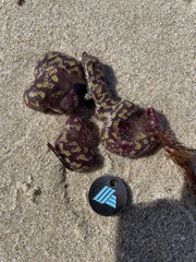 Botrylloides perspicuus