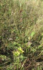 Aconitum lasiostomum