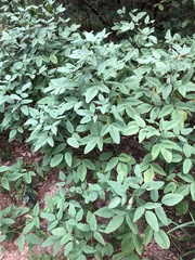 Orbexilum onobrychis