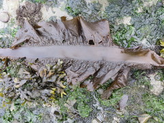 Pleurophycus gardneri