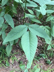 Orbexilum onobrychis