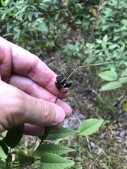 Orbexilum onobrychis