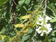 Eysenhardtia orthocarpa