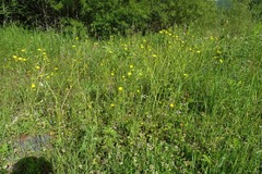 Ranunculus submarginatus