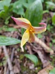 Erythronium rostratum