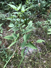 Orbexilum onobrychis