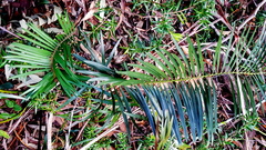 Macrozamia spiralis