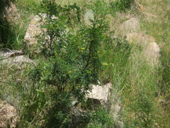 Eysenhardtia orthocarpa