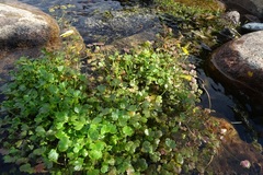 Ranunculus natans