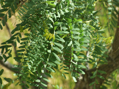 Eysenhardtia orthocarpa