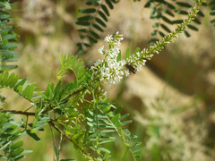 Eysenhardtia orthocarpa