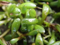 Glossostigma