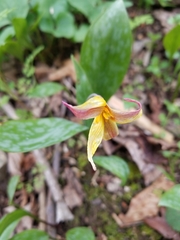Erythronium rostratum