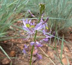 Cleome maculata