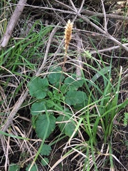 Francoa appendiculata