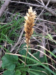 Francoa appendiculata