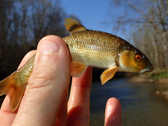 Campostoma oligolepis