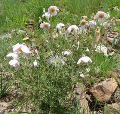 Clematis villosa