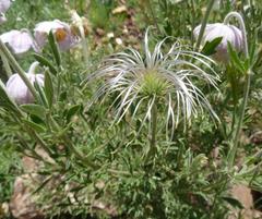 Clematis villosa