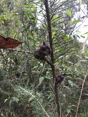 Hakea teretifolia