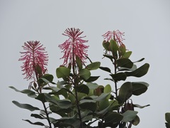 Oreocallis grandiflora