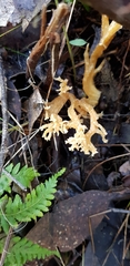 Ramaria anziana