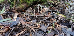 Clavulina tasmanica