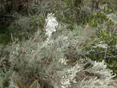 Eriocephalus racemosus racemosus