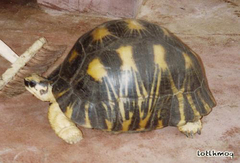 Astrochelys radiata