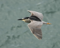 Nycticorax nycticorax