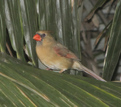 Cardinalis cardinalis