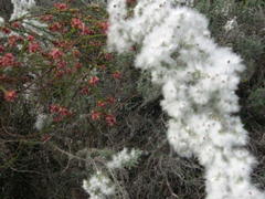 Eriocephalus racemosus racemosus